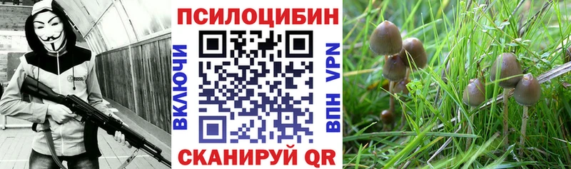 блэк спрут вход  площадка какой сайт  Галлюциногенные грибы Psilocybine cubensis  Чудово 